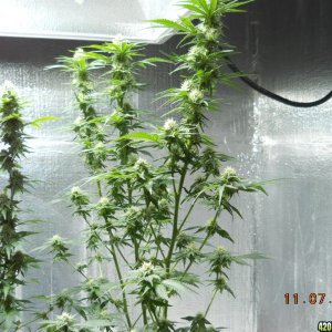 Wonder Woman clones  28 days