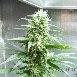 White Widow cola