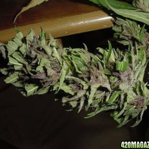 Purple Papaya