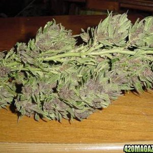 Purple Papaya