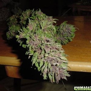 Purple Papaya