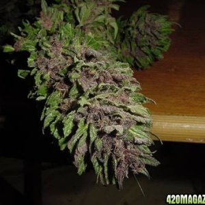 Purple Papaya