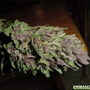 Purple Papaya