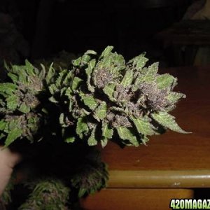 Purple Papaya