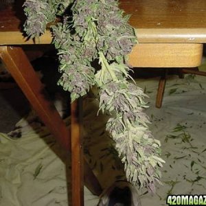 Purple Papaya