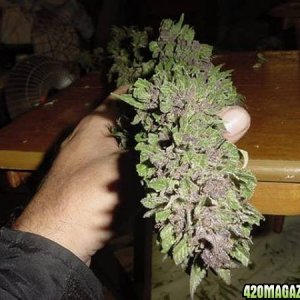 Purple Papaya