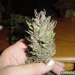 Purple Papaya