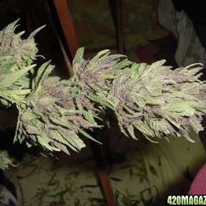 Purple Papaya