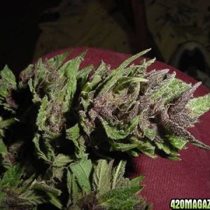 Purple Papaya