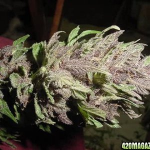 Purple Papaya