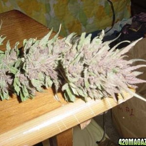 Purple Papaya