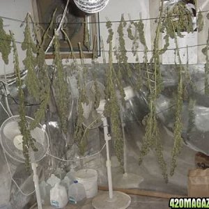 Drying buds/Purple Papaya