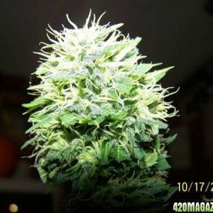 Fruity Skunk THC+++++++