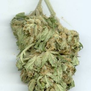 skunk_diesel