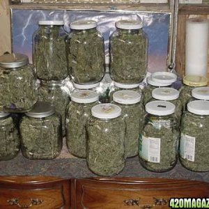 curing buds