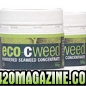 powdered eco-cweed seaweed concentrate