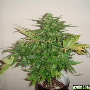 cannabis plant