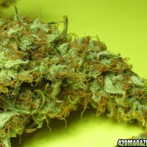 White Widow