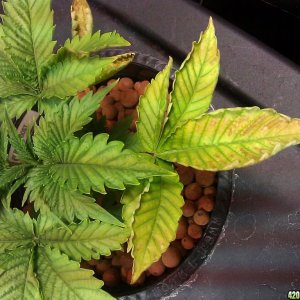 not looking good. help my A-1 genetics survive my stupidity!