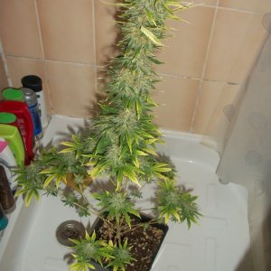 week 8 flower - flushing before harvest