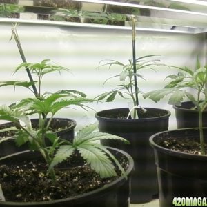 Agent orange and Blueberry Jack Clones