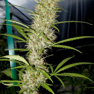 Siva_Shanti_II_close_to_harvest1