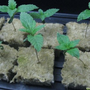 White Russian Seedlings