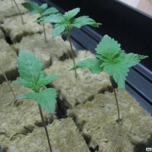 White Russian Seedlings