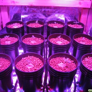 White Russian Seedlings