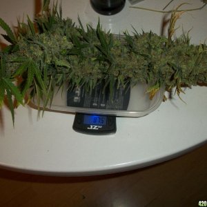 biggest WWxBB harvest