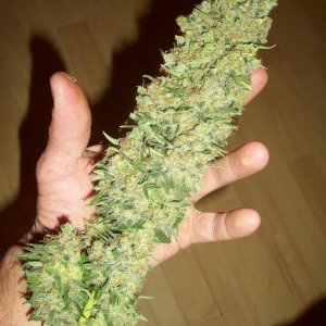 biggest WWxBB harvest