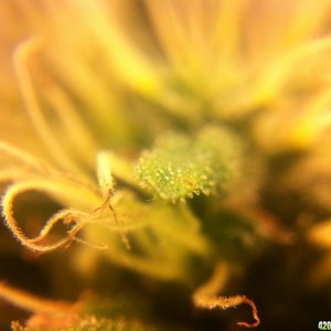 Trichome close up pictures