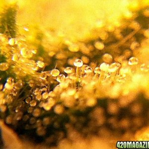 Trichome close up pictures