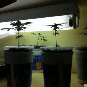 Cloned females 30 day into flowering, 100% success, 9 for 9