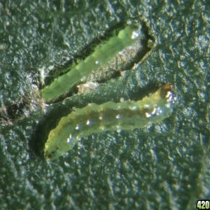 leafminer