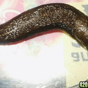 slug