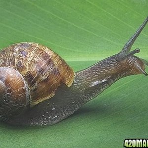 snailz