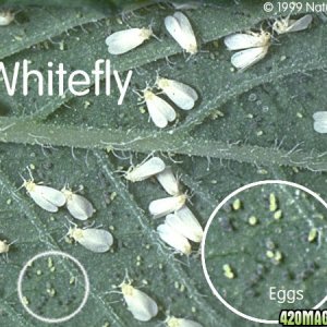 whitefly