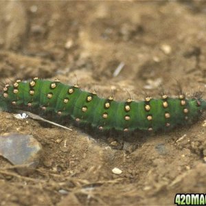 caterpillar2