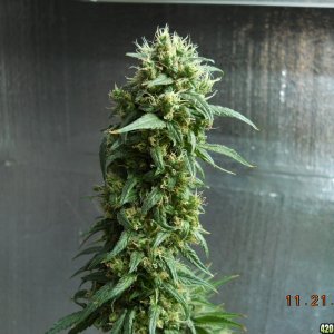 White Widow cola