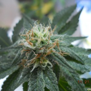 Wonder Woman clone bud