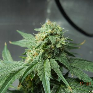 Wonder Woman clone bud