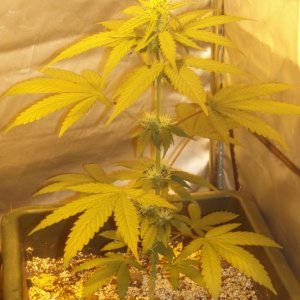 4th flowering week; switch to HPS