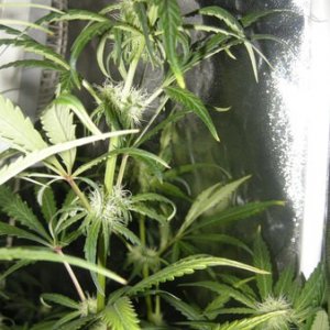 chem dog green house seeds