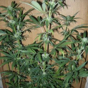 chem dog greenhouse seeds