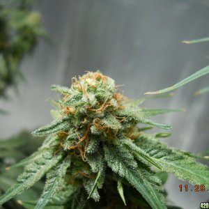 Wonder Woman clone bud