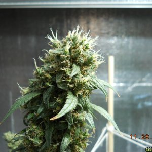 White Widow cola