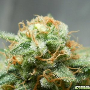 Wonder Woman clone bud