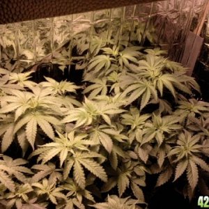 Grow Space 2 1/2'W x 3'L