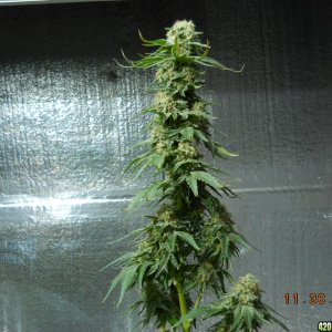 Wonder Woman clone - cola